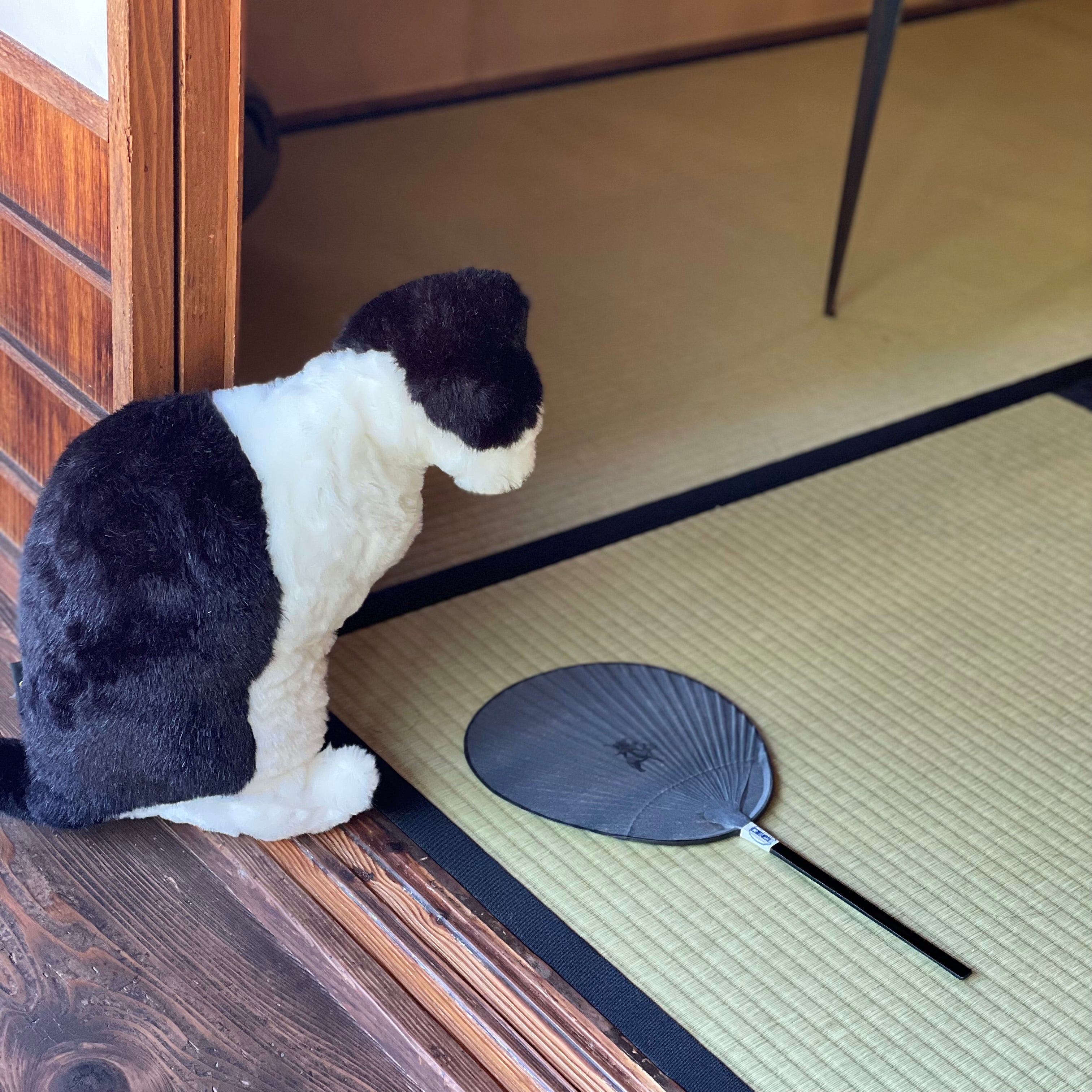 渋うちわ　小丸　tsudoi オリジナル