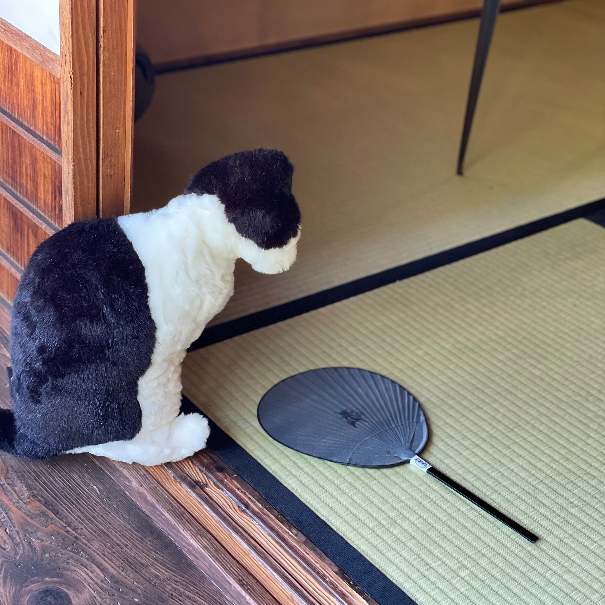 渋うちわ　小丸　tsudoi オリジナル